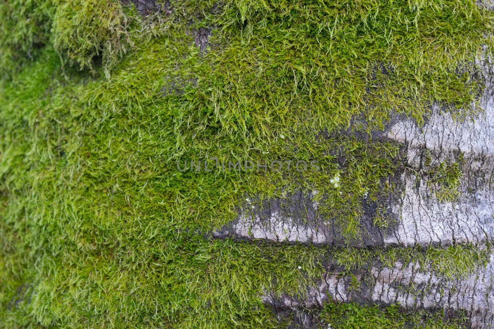 Relief grey bark of palm trees with green moss. Natural background, texture.