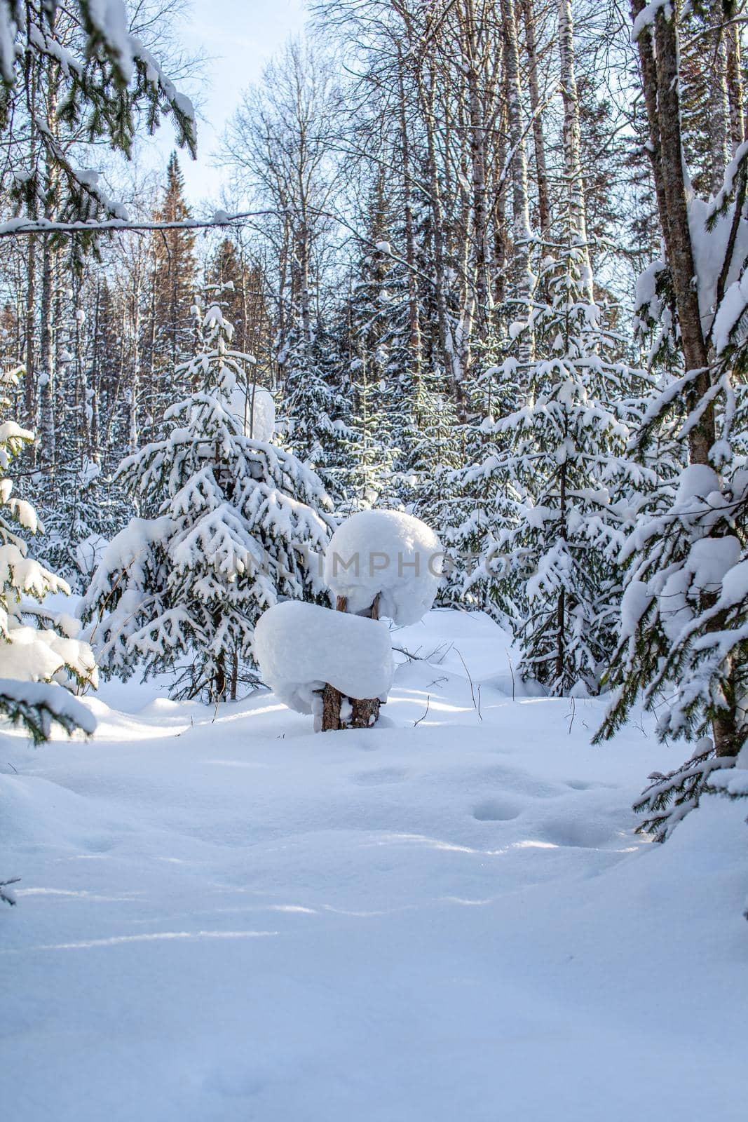 Winter road in a snowy forest, tall trees along the road. There is a lot of snow on the trees. Beautiful bright winter landscape. Winter season concept. 