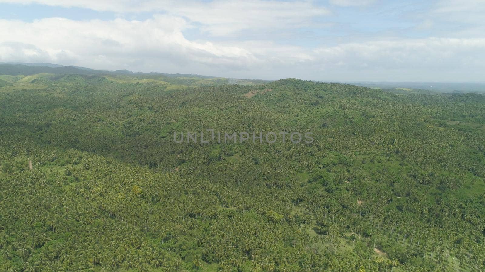 Aerial view of grove of palm trees in the hills against sky and clouds. Hills covered with green vegetation and coconut palms. Philippines, Luzon.
