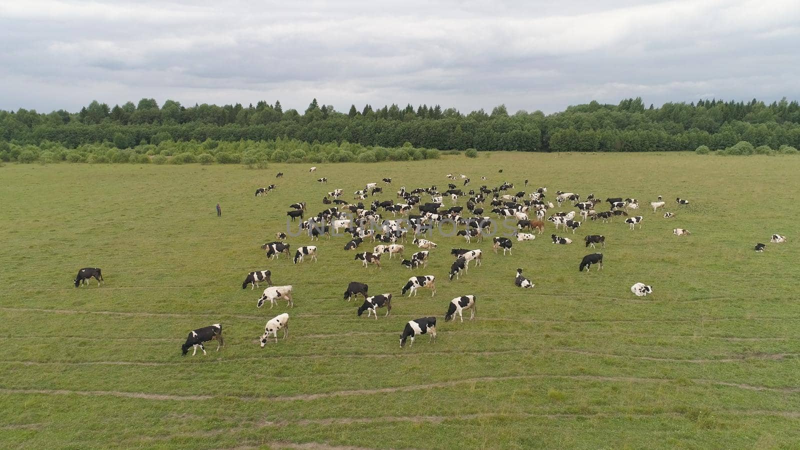 Aerial view cows graze on the green field pasture feed on grass.. Cows on summer pasture. Cows Grazing On a meadow