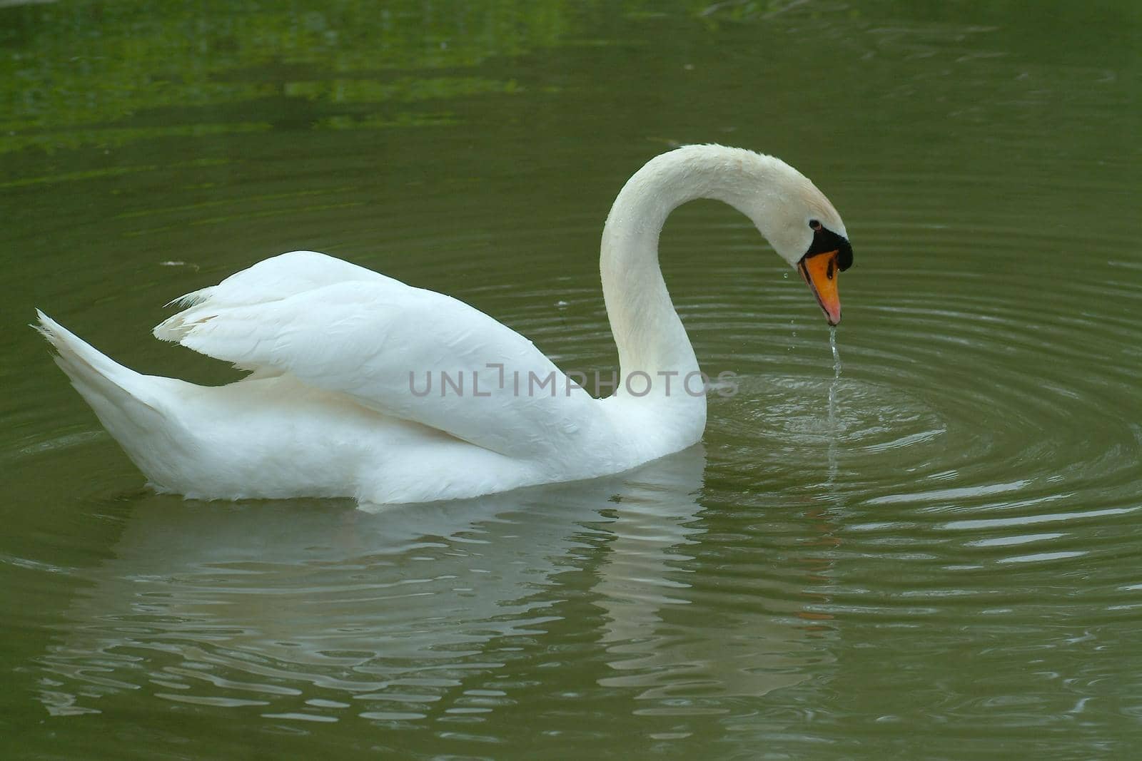 Swan swimming in lake by lemar