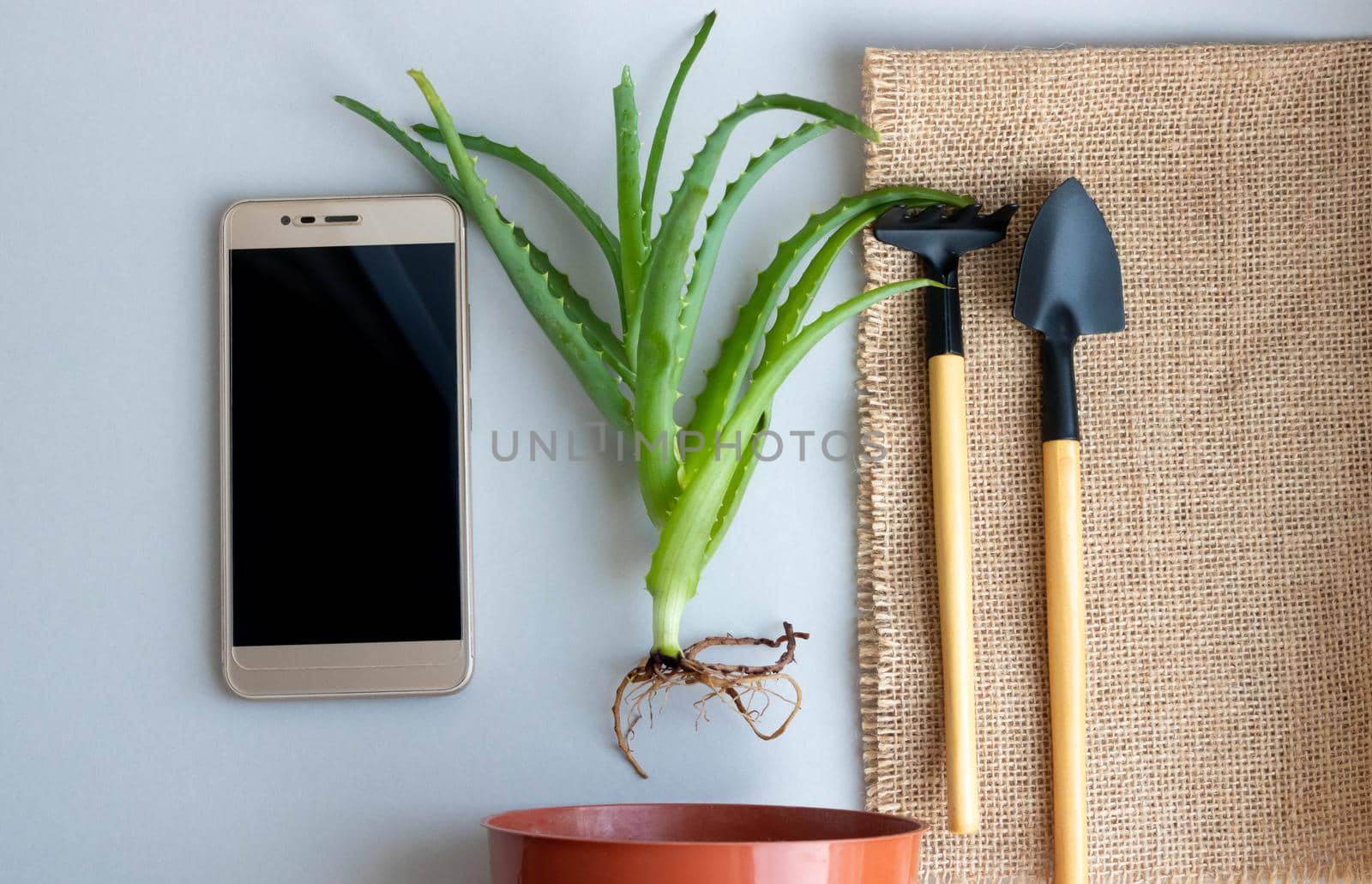 Transplanting indoor aloe flower, flat design with top view. A flower pot, a plant sprout, a rake and a shovel on a background of burlap, a phone. Care for indoor plants.Work at Home Online.