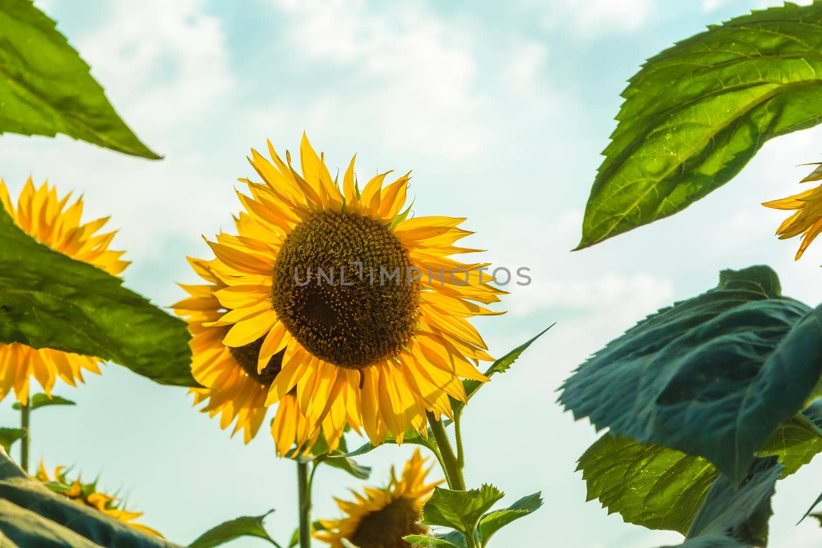 A field of large yellow sunflowers in summer. Yellow petals glow through the sun.