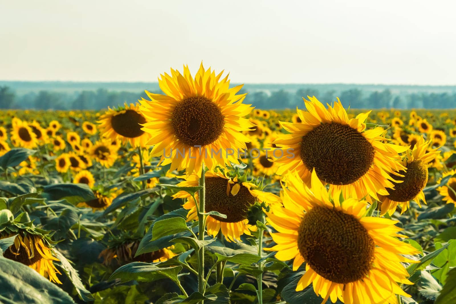 A field of large yellow sunflowers in summer. Yellow petals glow through the sun.