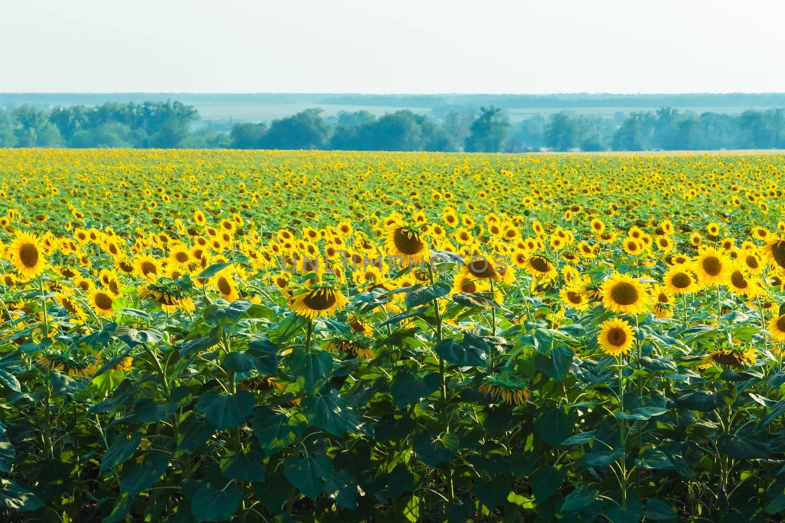 A field of large yellow sunflowers in summer. Yellow petals glow through the sun.