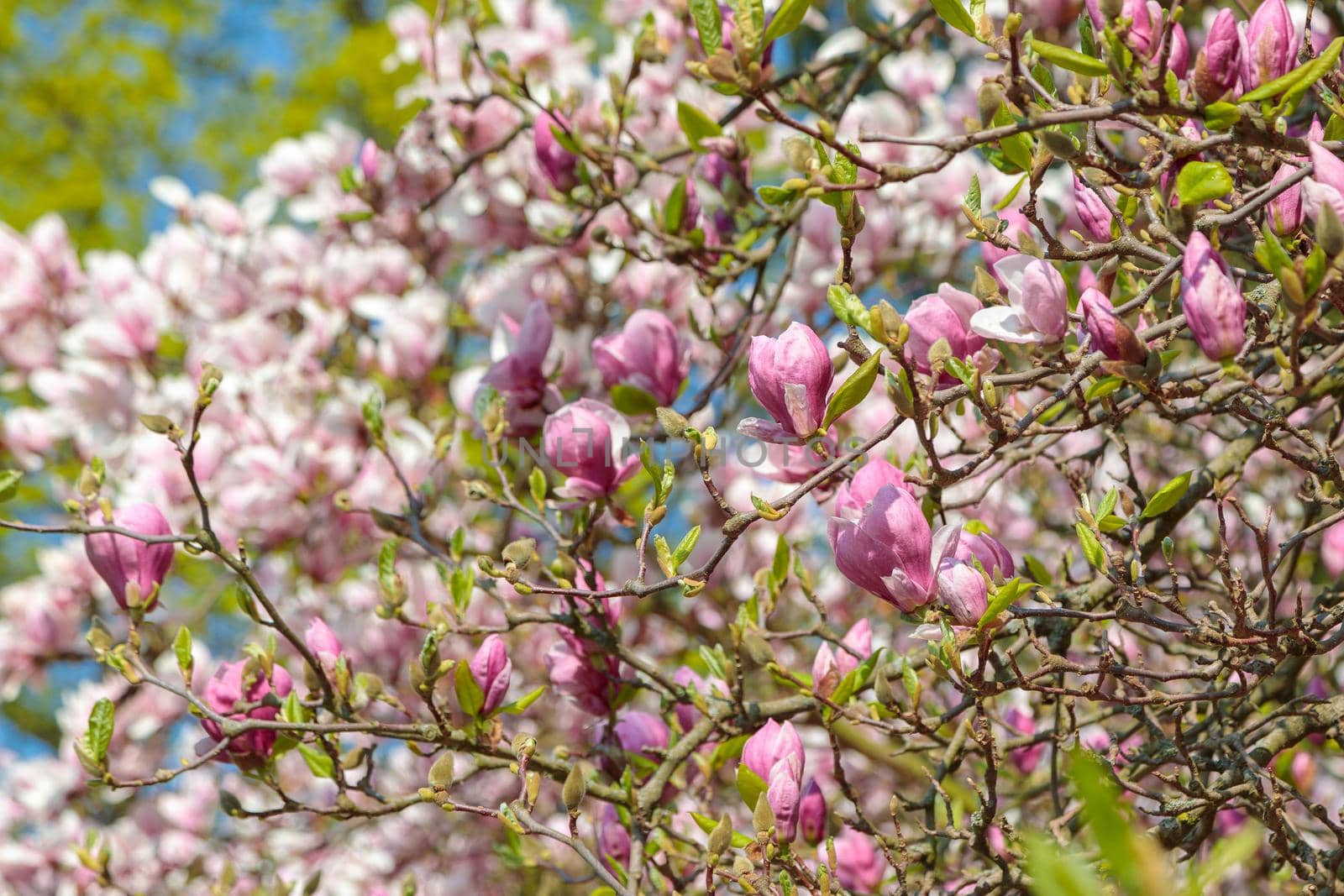 Blooming beautiful magnolia. Delicate pink petals are illuminated by the spring sun. Close-up