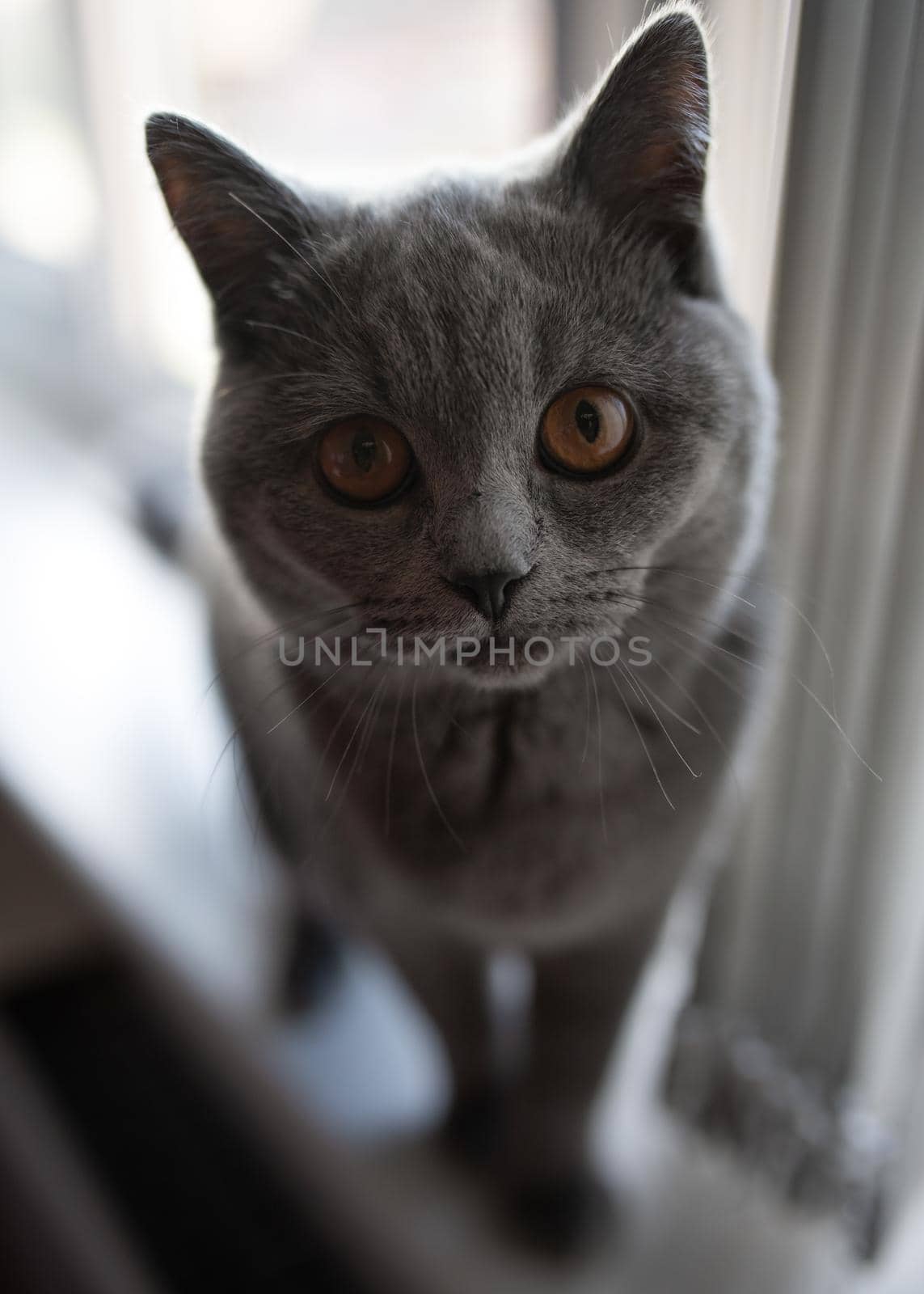 Blue British Shorthair cat sitting on a window sill and looking at the camera