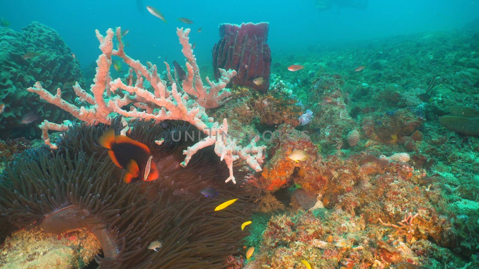 Clown Anemonefish in actinia on coral reef. Amphiprion percula. Mindoro. Underwater coral garden with anemone and clownfish. Philippines