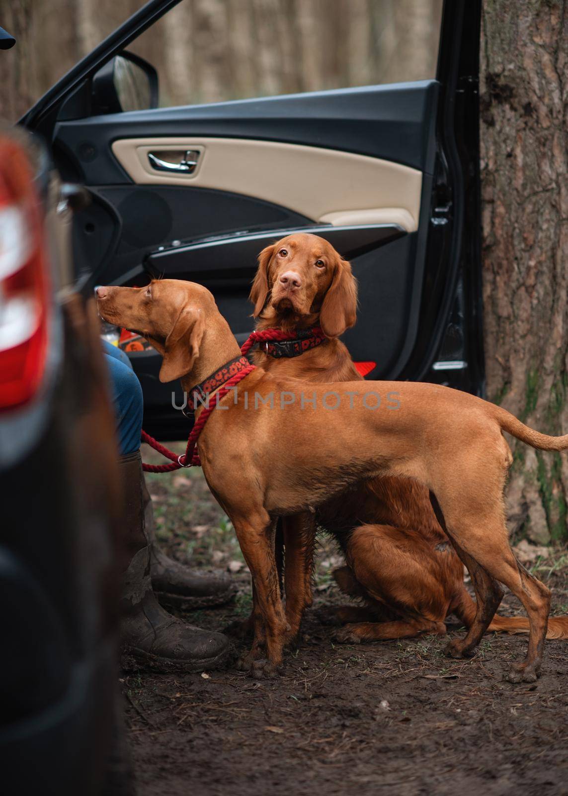 Two red Vizsla dogs walking near car