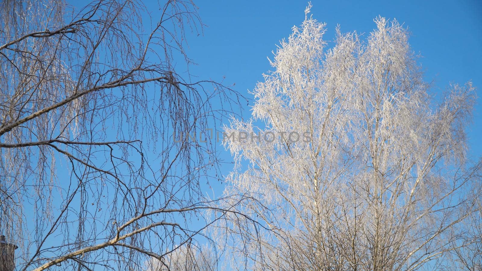 Trees covered with snow and frost. Winter landscape: Birch completely covered with frost in front of blue sky.