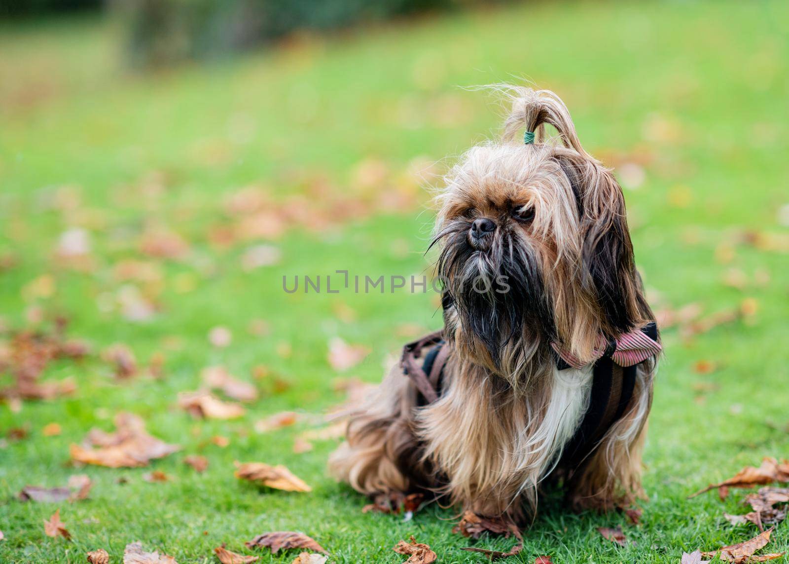 Shih-tzu in the grass in Autumn by Iryna_Melnyk