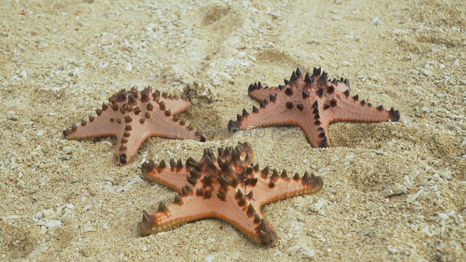 Red starfish with spines on sand beach. Travel concept beach, sea, starfish.