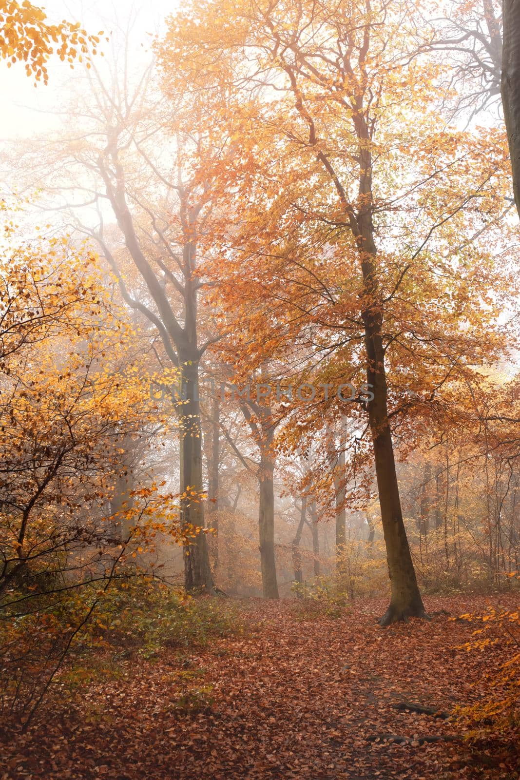 yellow autumn in the foggy forest