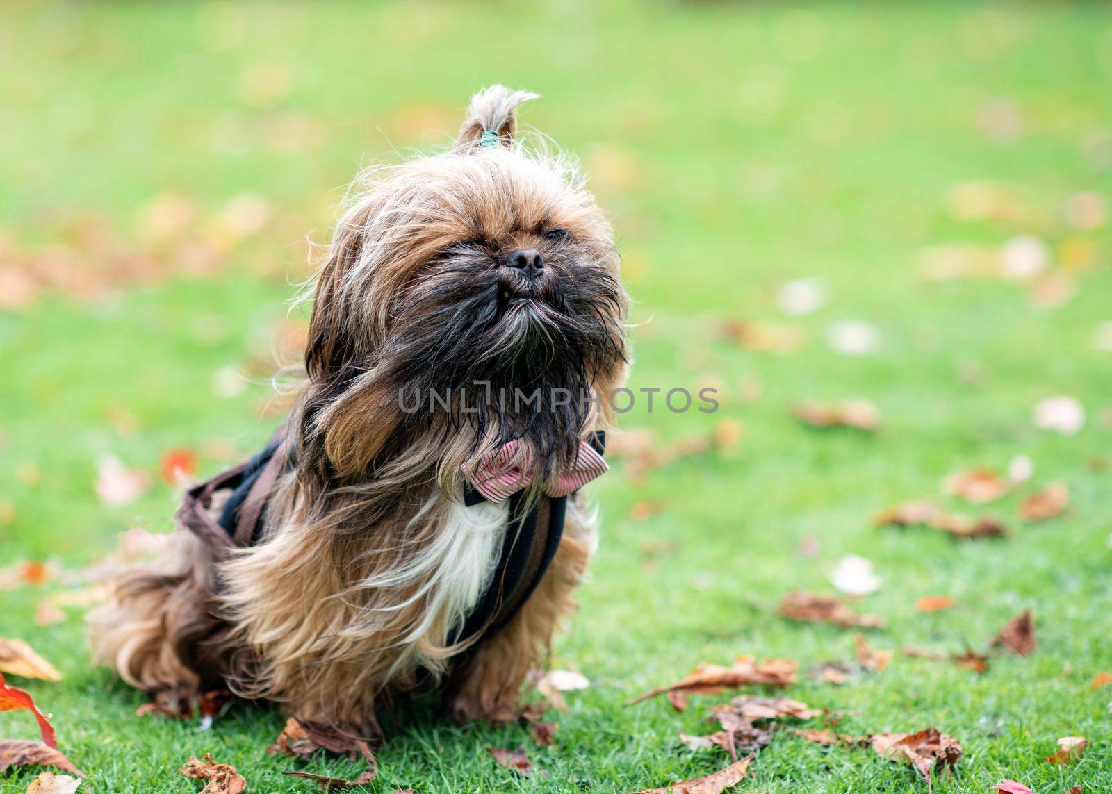 Shih-tzu in the grass in Autumn by Iryna_Melnyk
