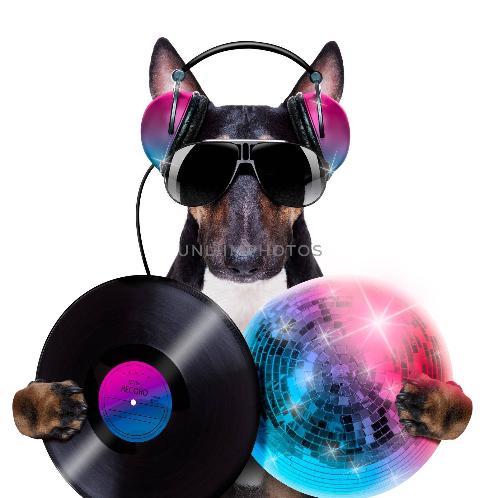 Dj bull terrier dog playing music in a club with disco ball , isolated on white background, with vinyl record