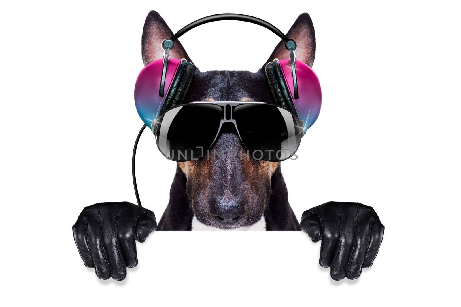 Dj bull terrier dog playing music in a club with disco ball , isolated on white background, behind banner or placard