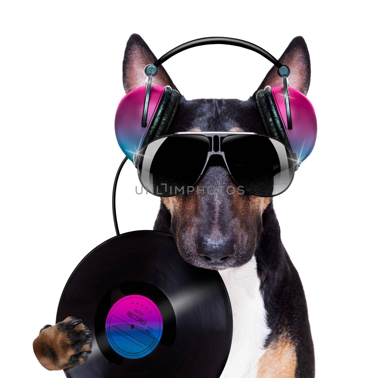 Dj bull terrier dog playing music in a club with disco ball , isolated on white background, with vinyl record