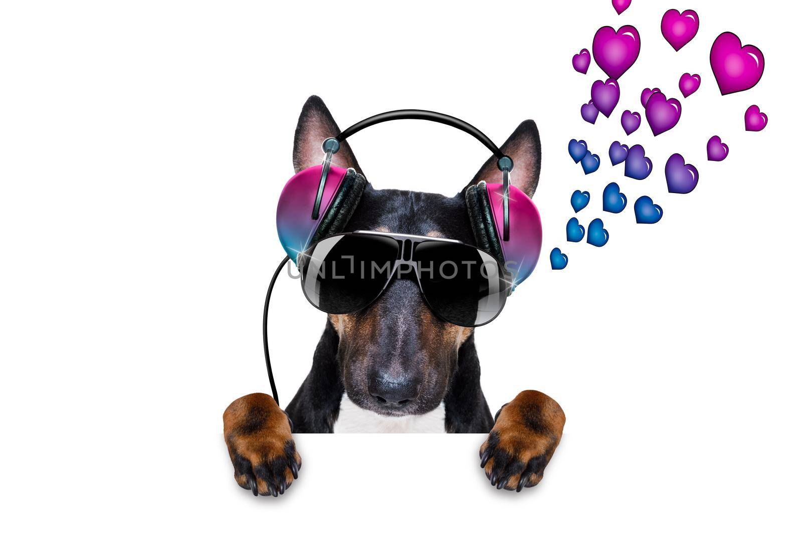 Dj bull terrier dog playing music in a club with disco ball , isolated on white background, with vinyl record behind banner or placard
