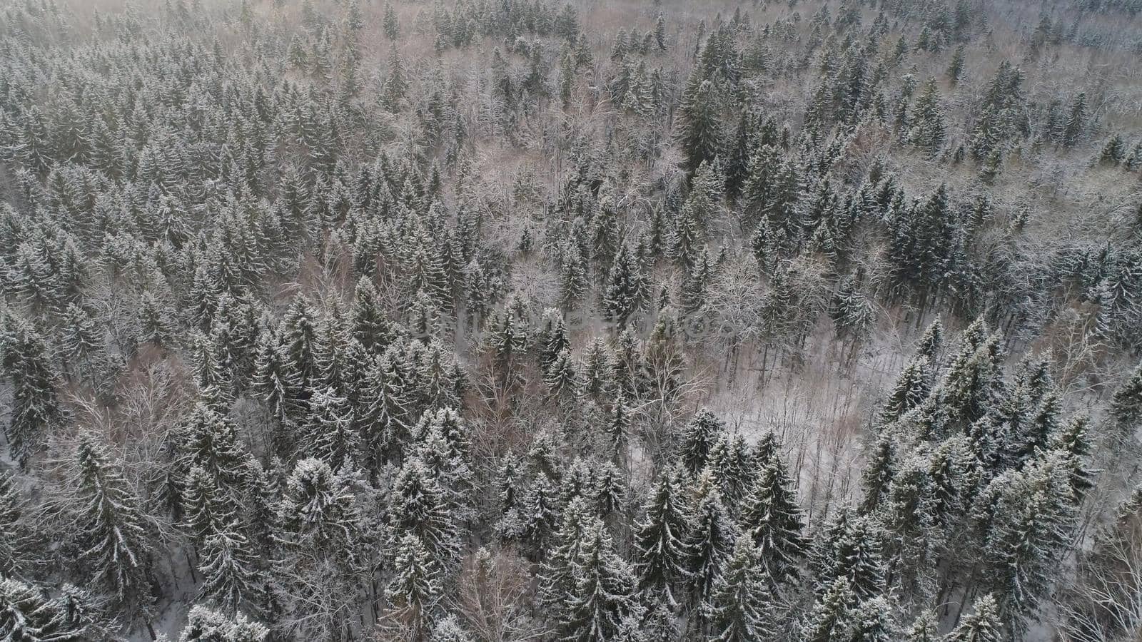 Aerial view: winter forest. Snowy tree branch in a view of the winter forest. Winter landscape, forest, trees covered with frost, snow.
