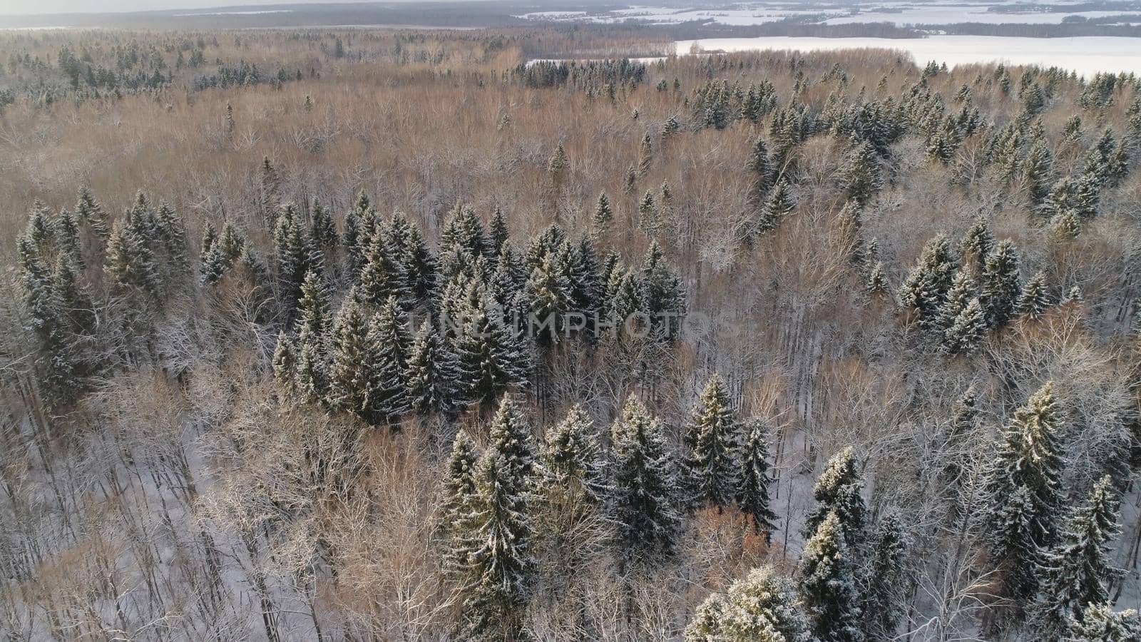 Aerial view: winter forest. Snowy tree branch in a view of the winter forest. Winter landscape, forest, trees covered with frost, snow.