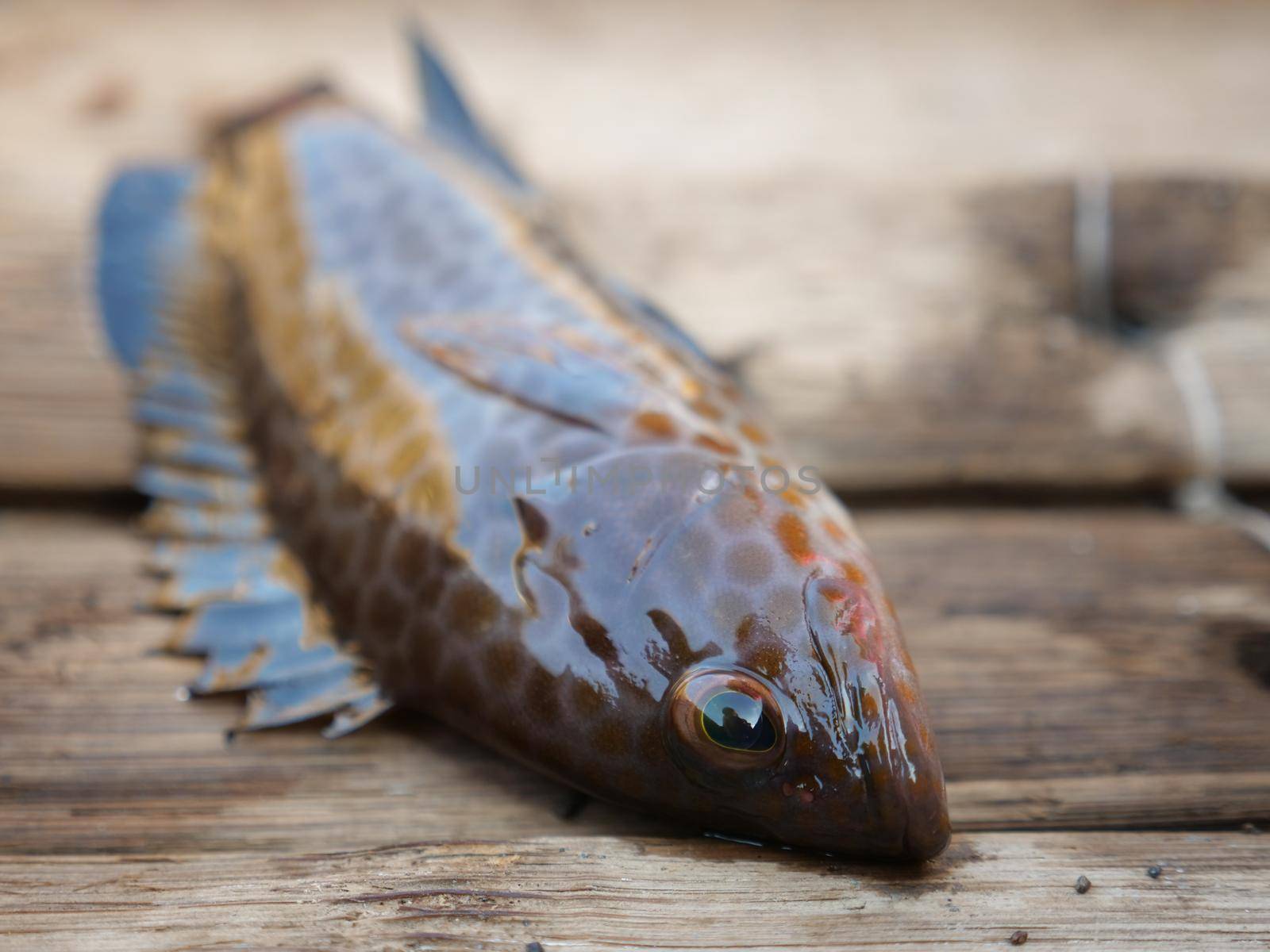 Freshly caught sea fish in a wooden boat.