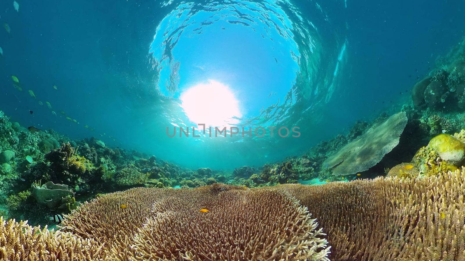 Marine scuba diving. Underwater colorful tropical coral reef seascape. Philippines.