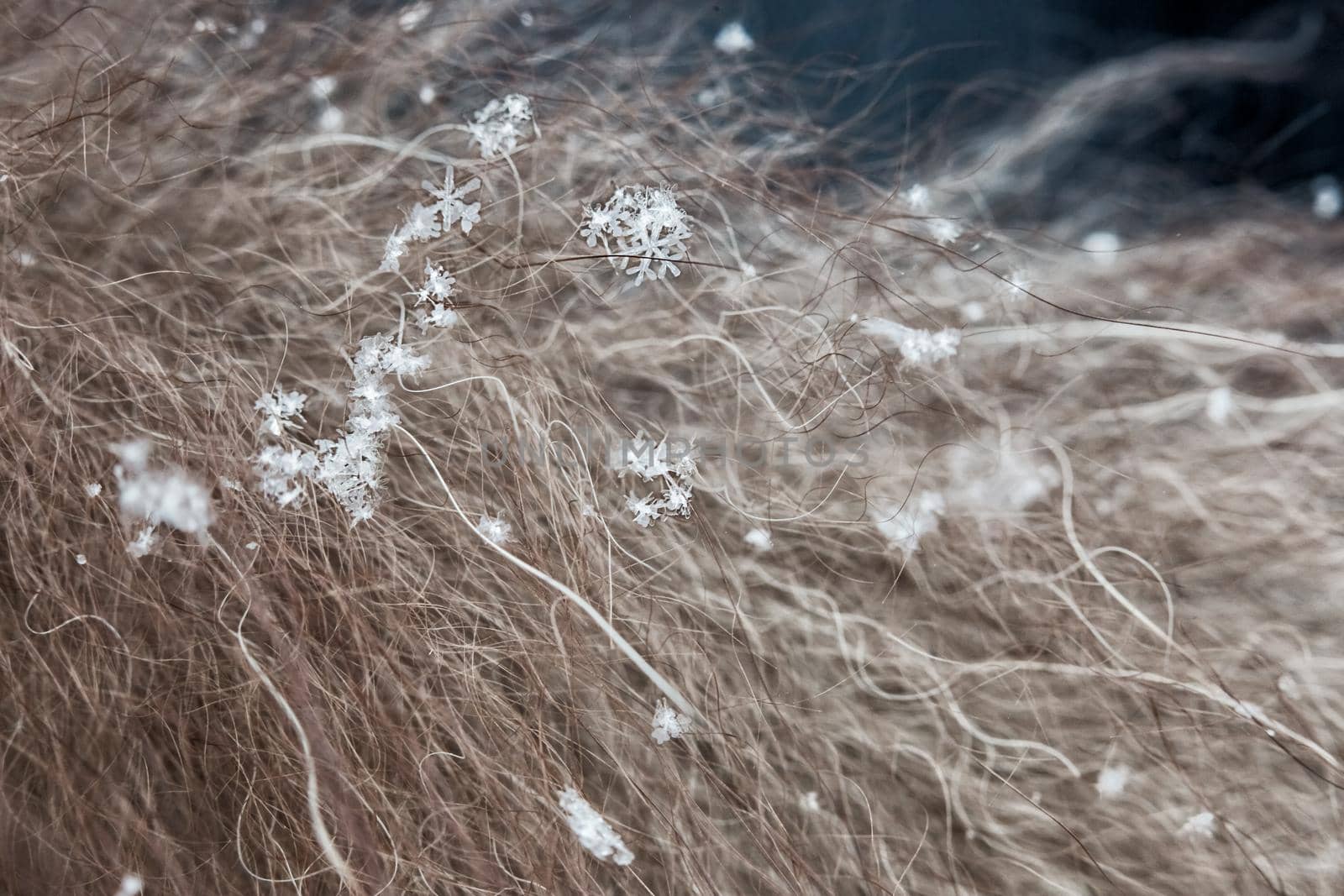 Snowflakes lie on long natural fur, fur fibers are visible.Real snowflakes macro, soft focus, selective focus, bokeh, blurred.