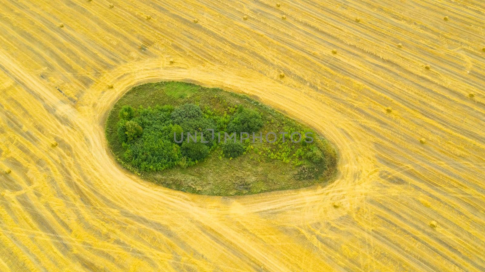 Rolls of haystacks on the field after harvest. Large wheaten field with cylindrical haystacks in summer day.