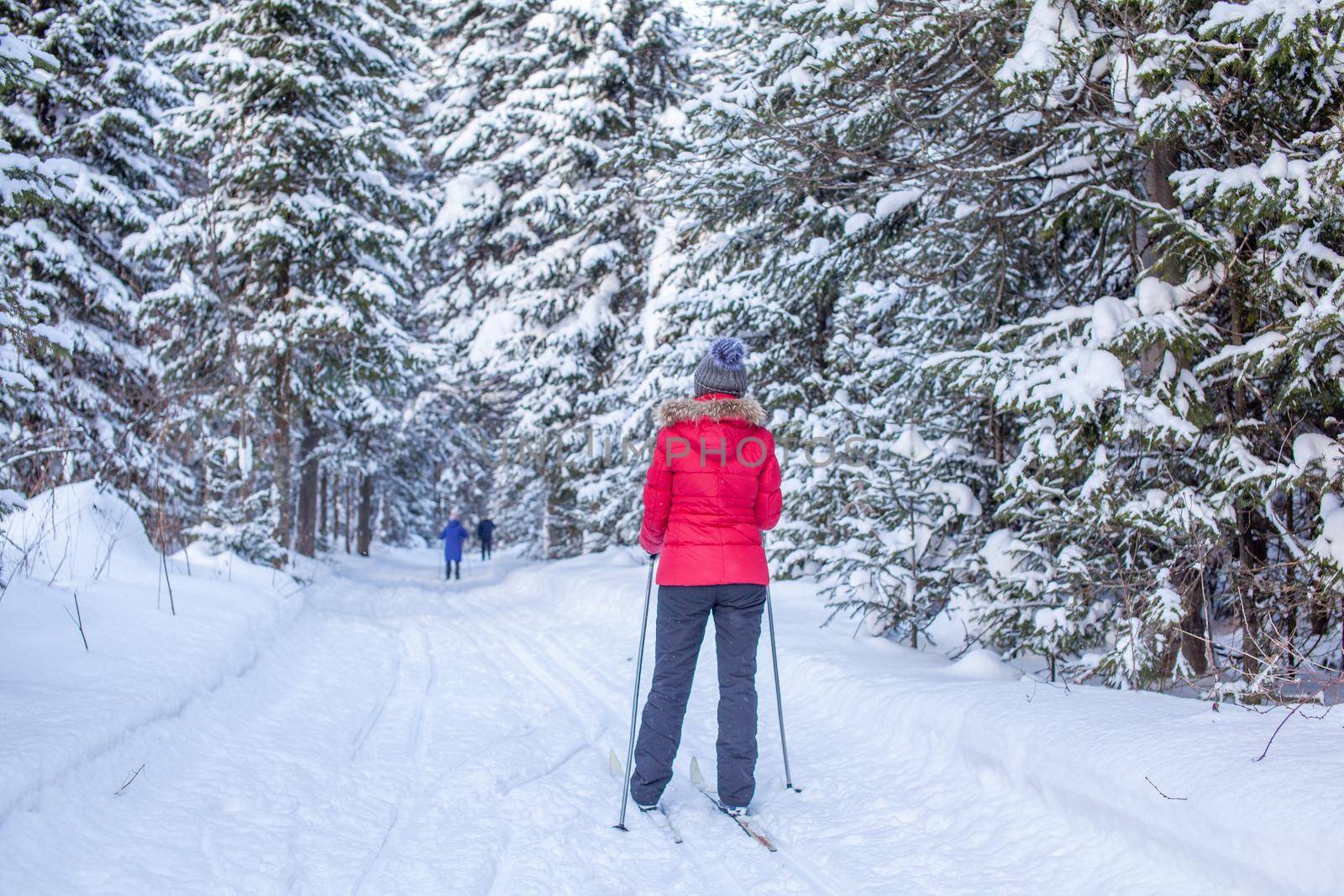 A girl in a red jacket goes skiing in a snowy forest in winter.  by AnatoliiFoto