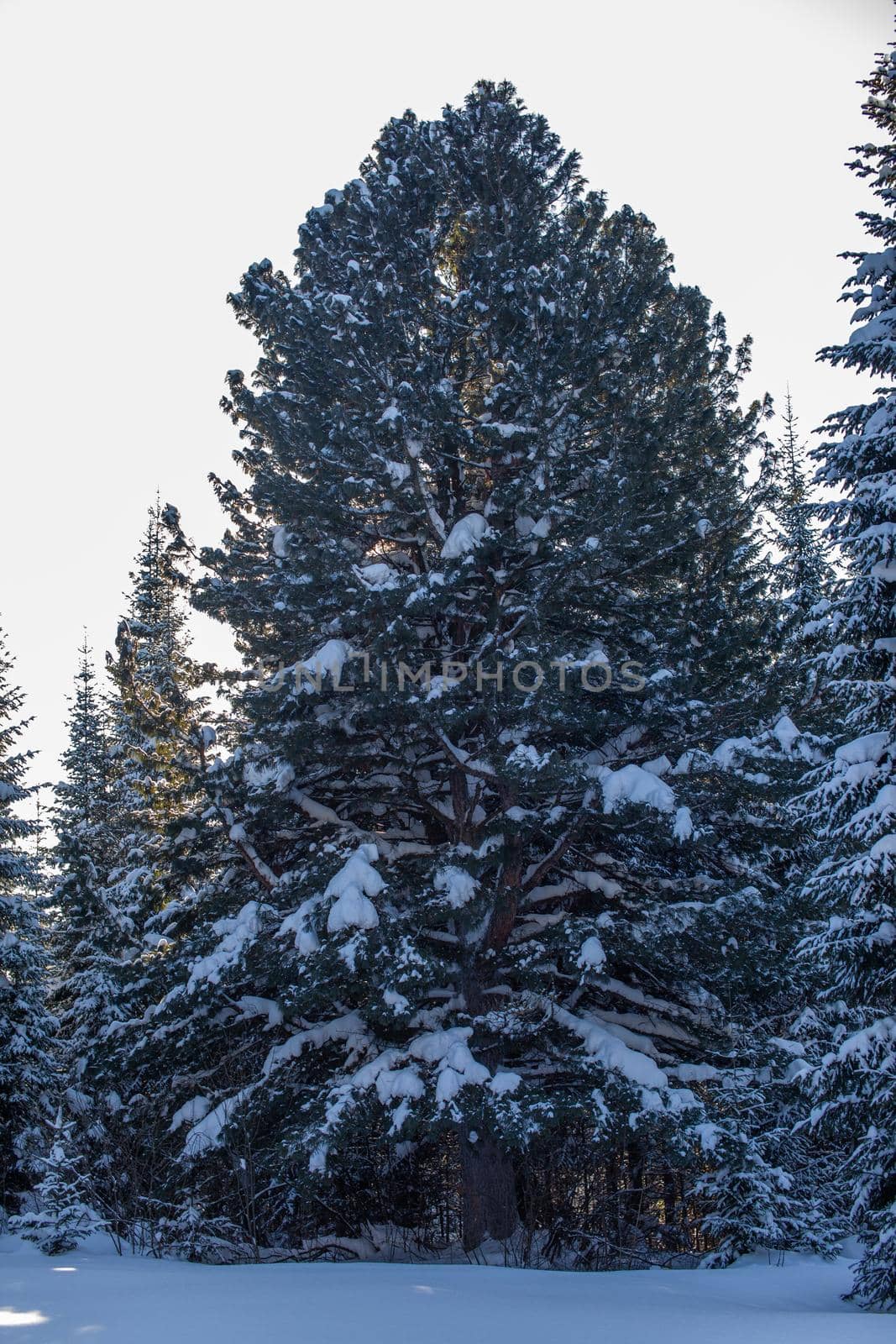 Winter road in a snowy forest, tall trees along the road. There is a lot of snow on the trees. Beautiful bright winter landscape. Winter season concept. 