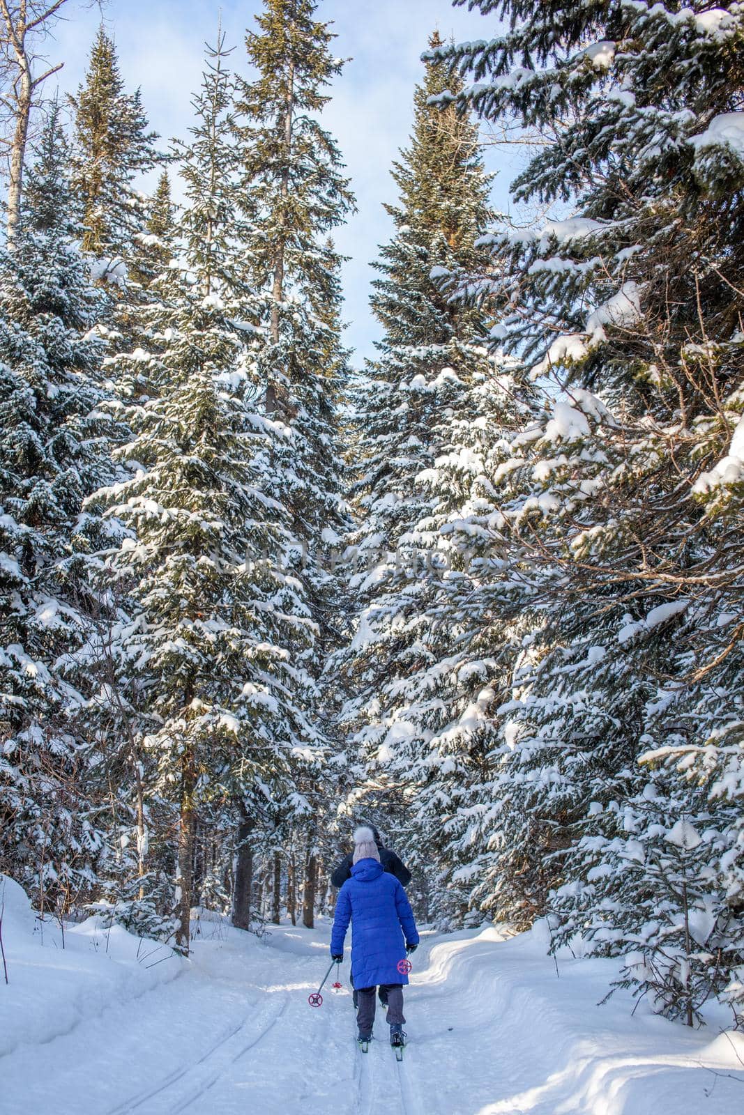 A girl in a blue jacket goes skiing in a snowy forest in winter. The view from the back. Snow background with skis between the trees. Ski trail