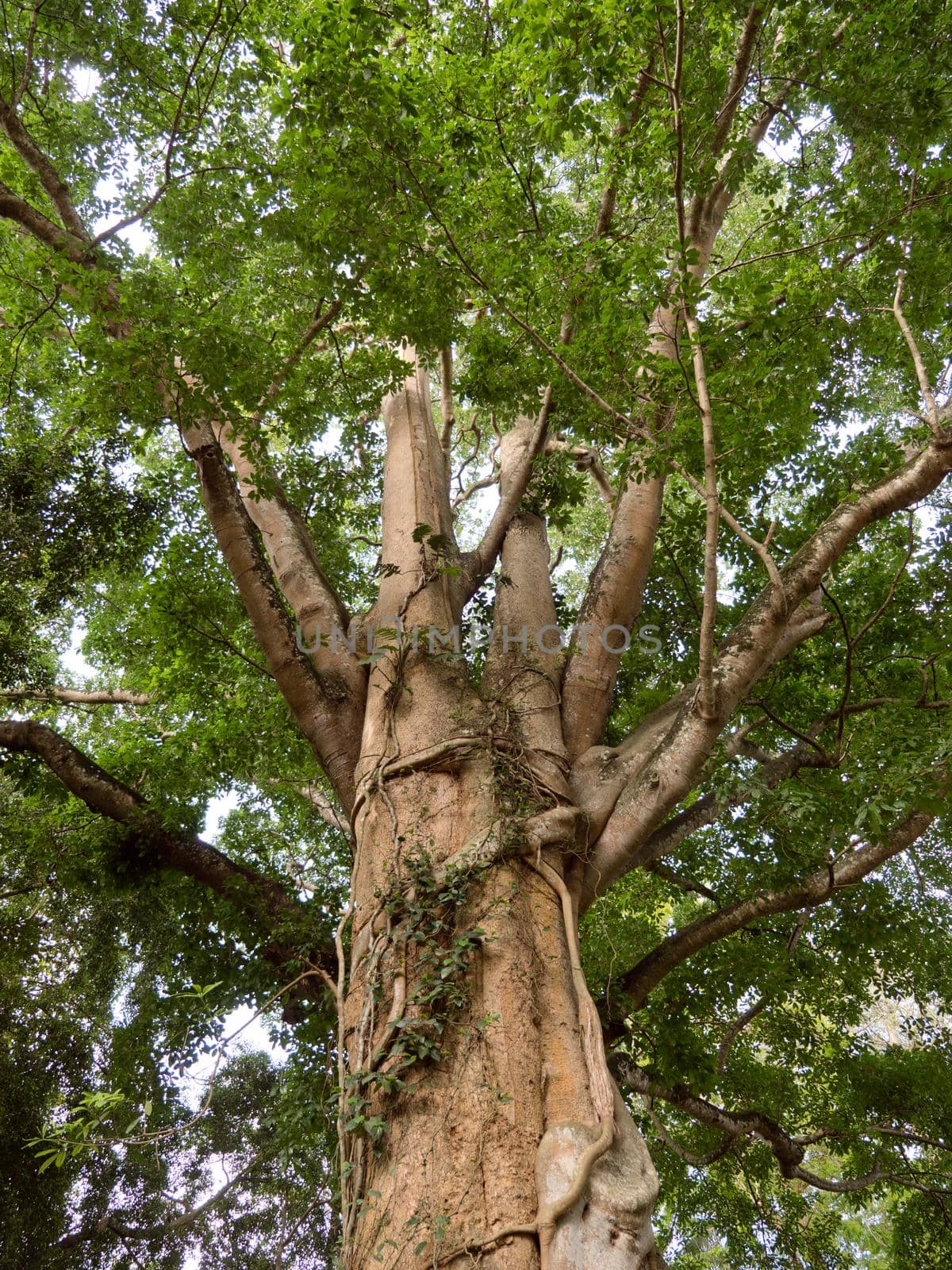 Large tree covered with lianas in the rainforest, Indonesia.