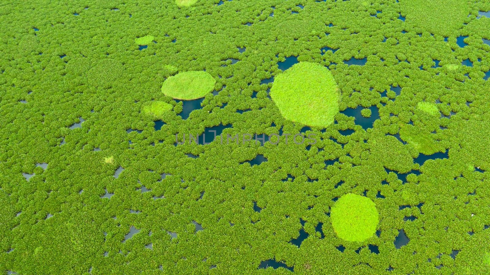 Mangrove trees in the water on a Lake Baloi. An ecosystem in the Philippines, a mangrove forest. Mindanao, Philippines.