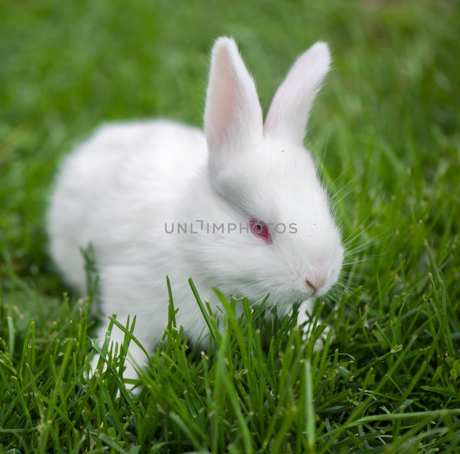 Baby white rabbit in spring green grass background by aprilphoto