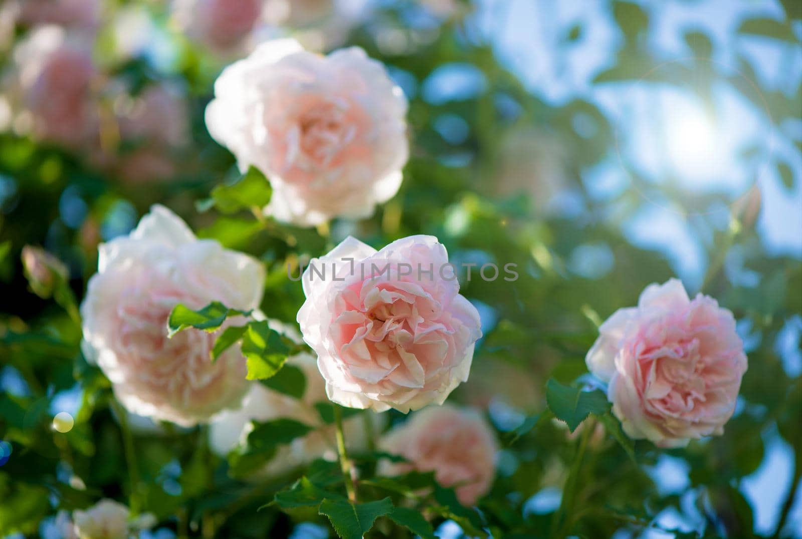 gently pink roses against blue sky. Rose Garden in the Prague by aprilphoto