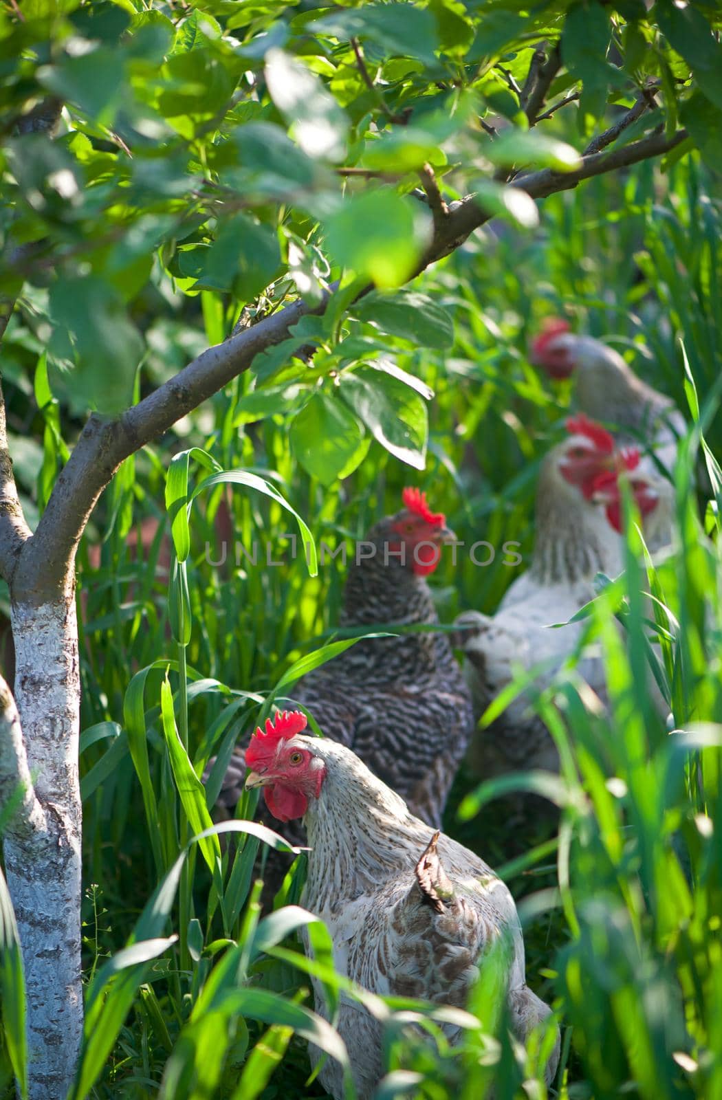 Rooster and Chickens. Free Range Cock and Hens.