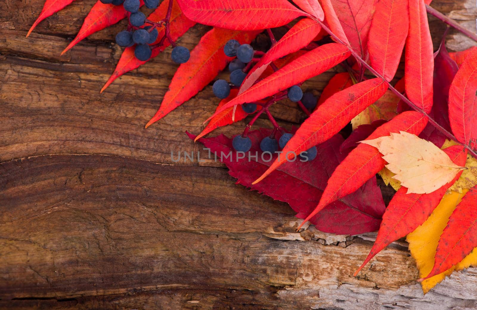 autumn background with colored leaves on wooden board by aprilphoto