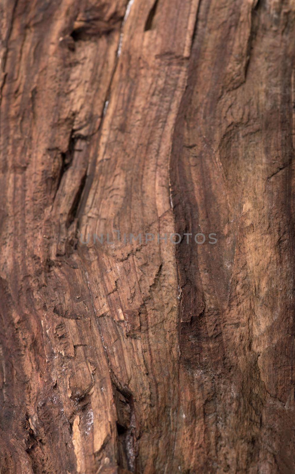 texture of bark wood use as natural background.