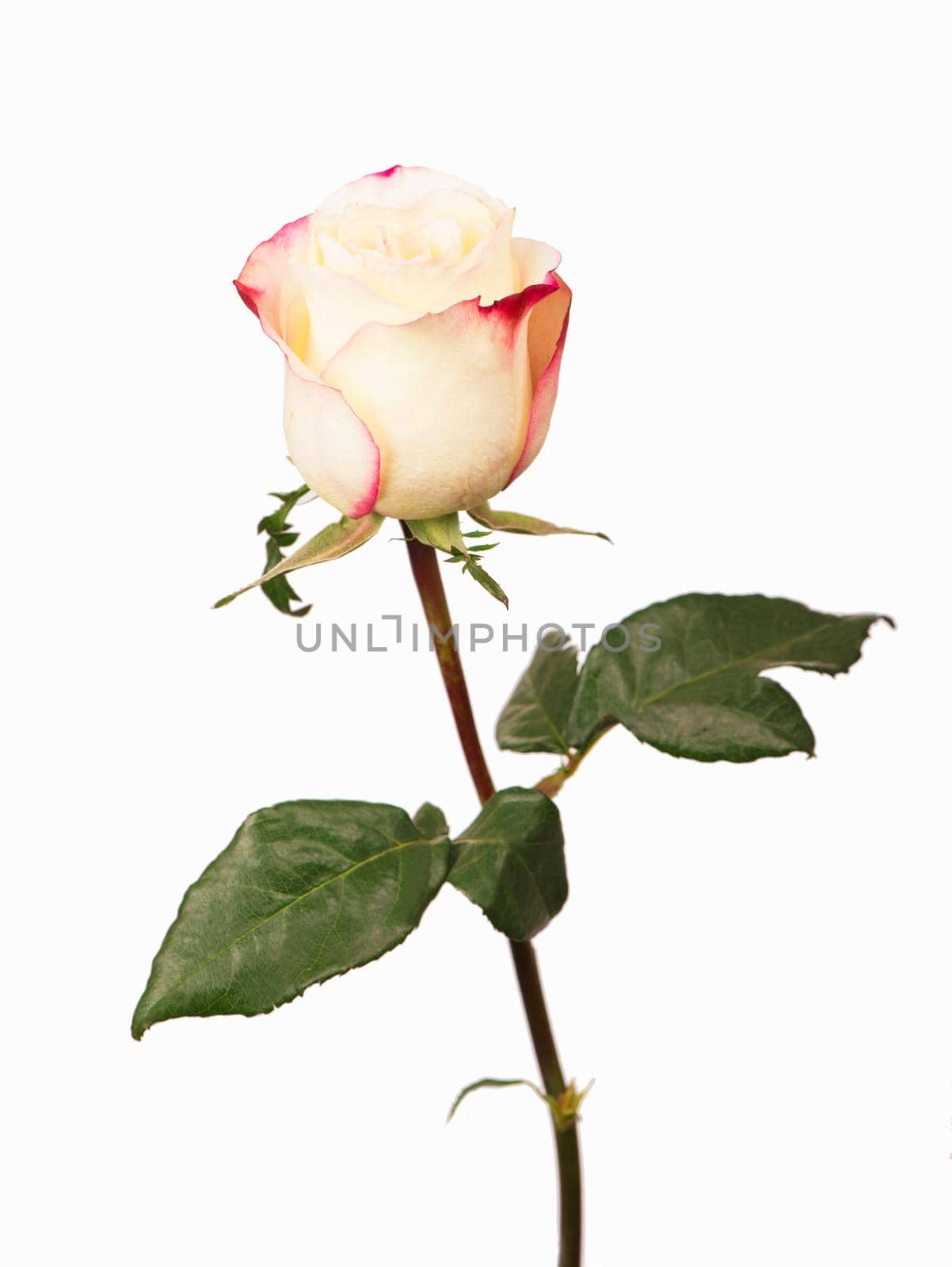 White rose isolated on white background.