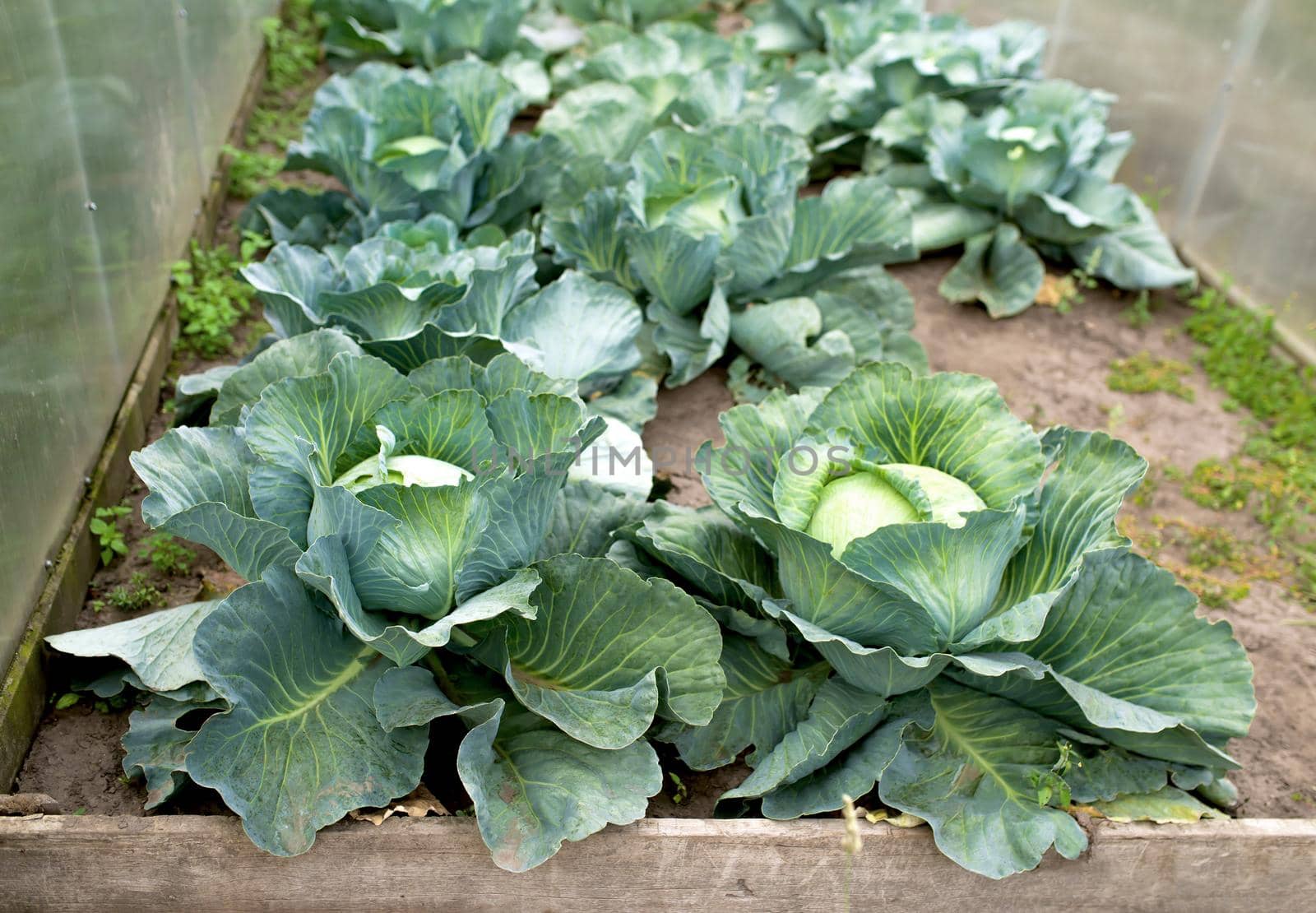 green cabbage plant field outdoor in summer agriculture vegetables.