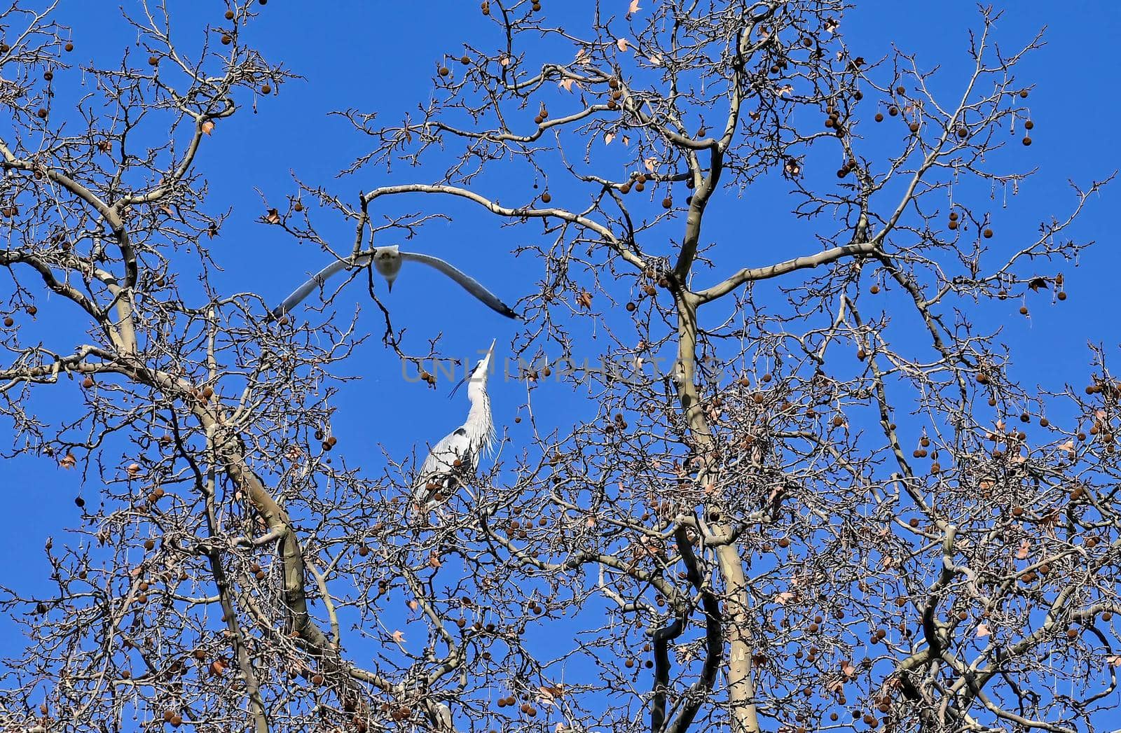 gray heron with seagull on the tip of a tree on a sunny day
