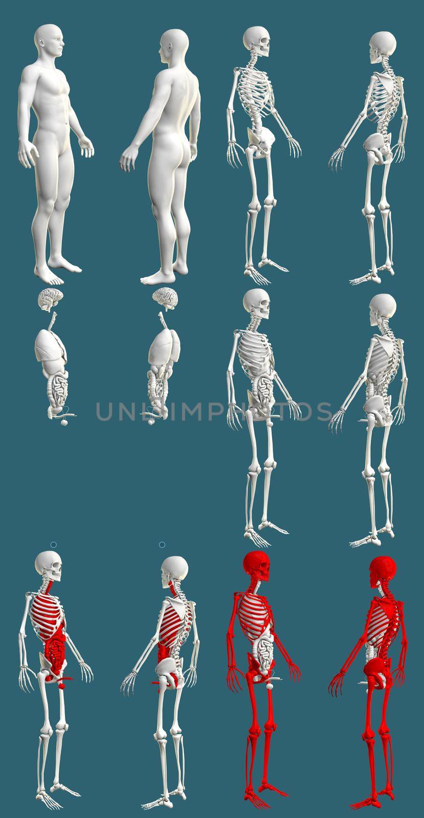 12 high resolution renders in 1, mans body with skeleton and organs - hospital colored examination concept - cg medical 3D illustration isolated on blue