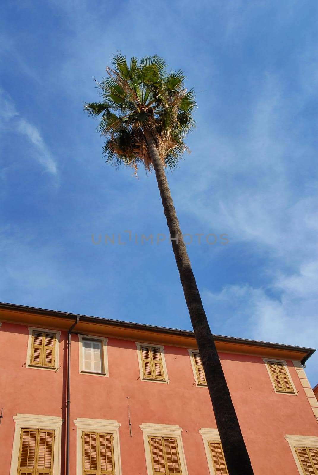 Single palm tree on blue sky in mediteranean summer place by lemar