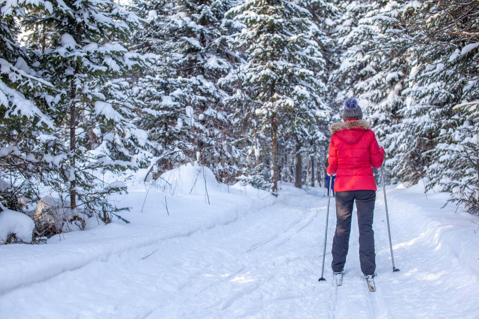 A girl in a red jacket goes skiing in a snowy forest in winter.  by AnatoliiFoto