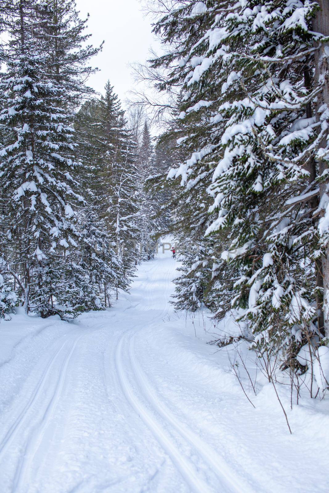 A walk through the winter forest. Snow trees and a cross-country ski trail. Beautiful and unusual roads and forest trails. Beautiful winter landscape.