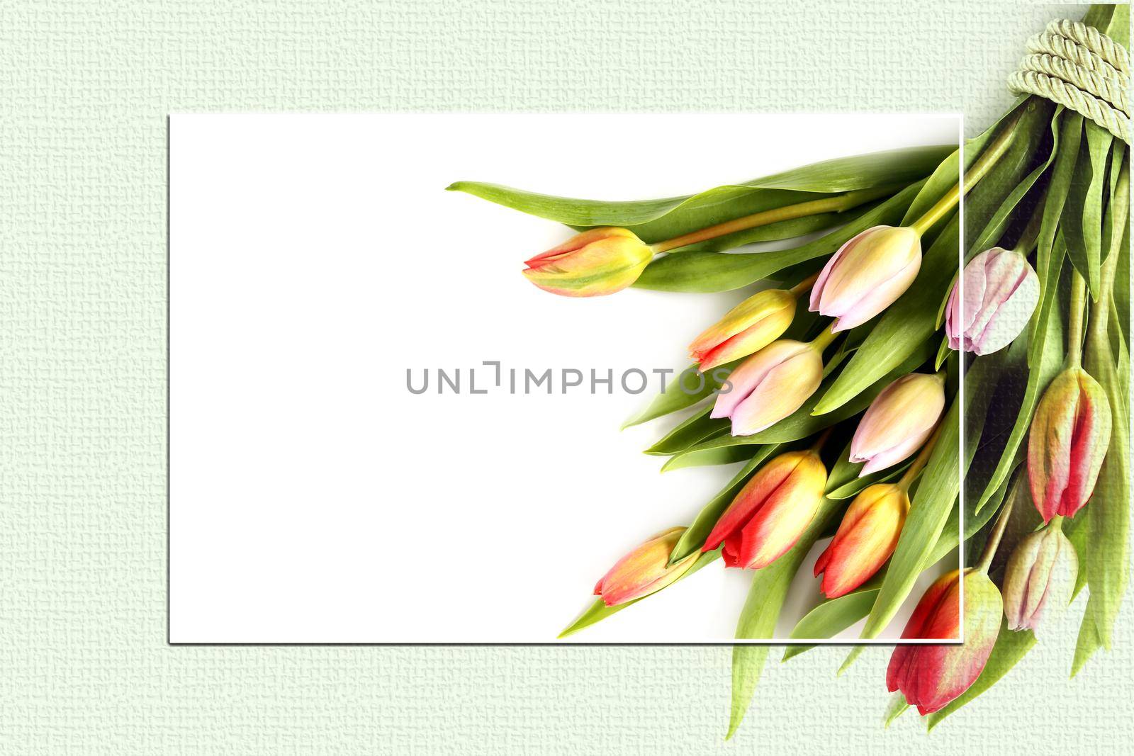 Bunch of spring flowers. Fresh tulips on white green background. Valentines, Easter, Birthday, Love, marriage, wedding card