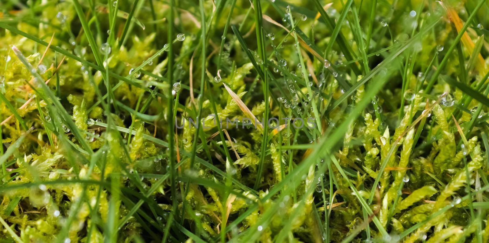 Fresh rain drops in close up view on green grass and plants