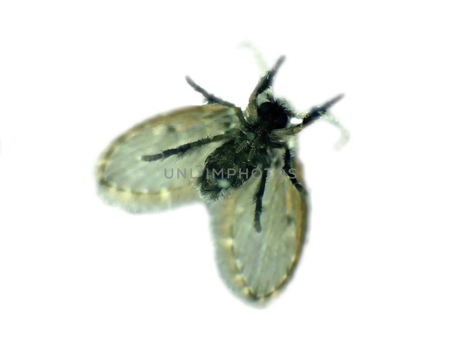 Drain fly in a macro shot by Jochen