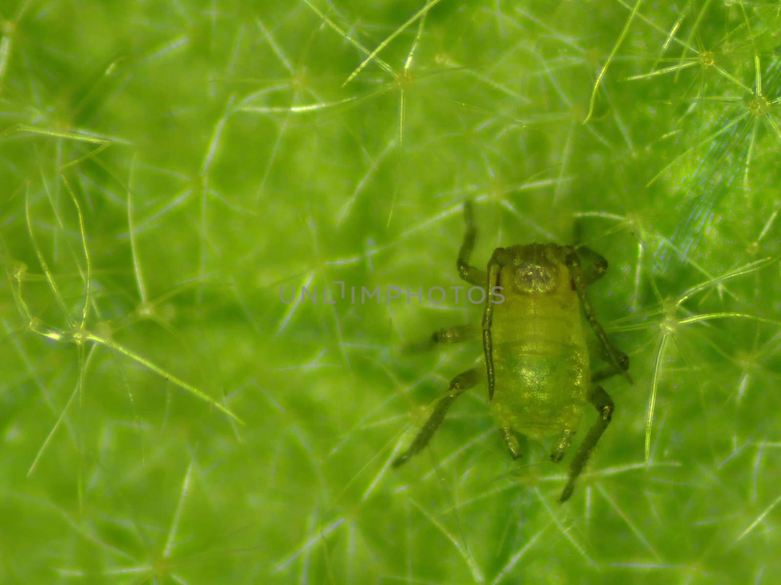 green louse on a leaf of a great mullein in a macro