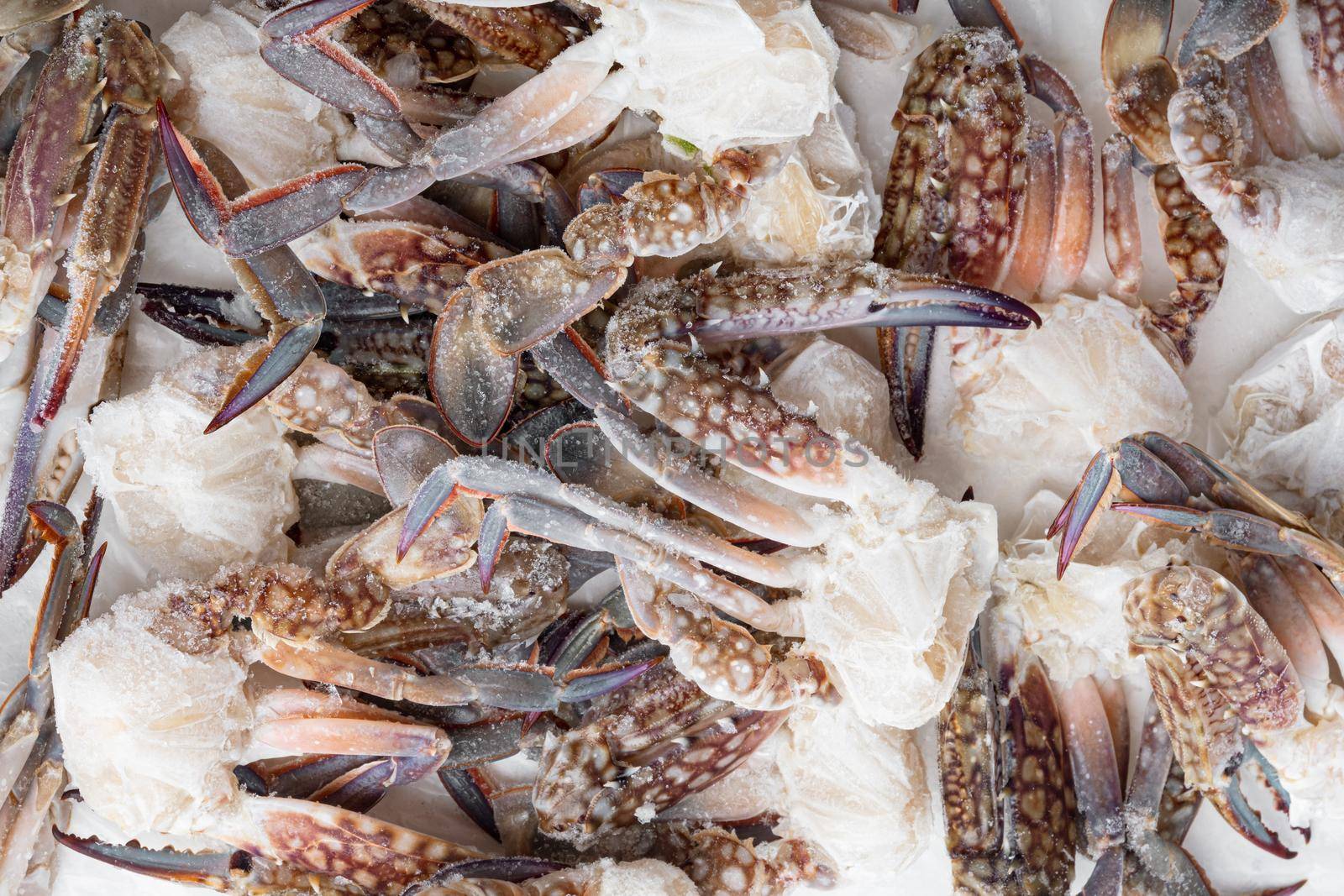 Horse crab, Blue crab, Flower crab frozen in ice set, on white background